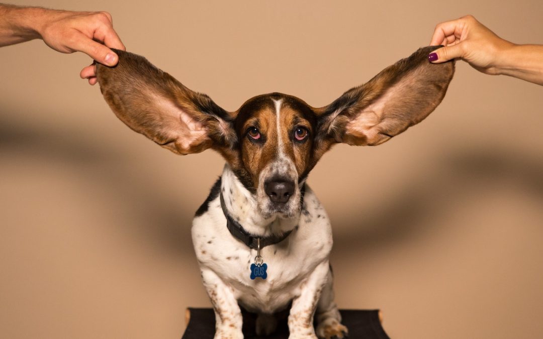 Big eared Dog